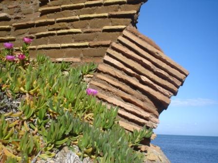 Carpobrotus cfr. acinaciformis